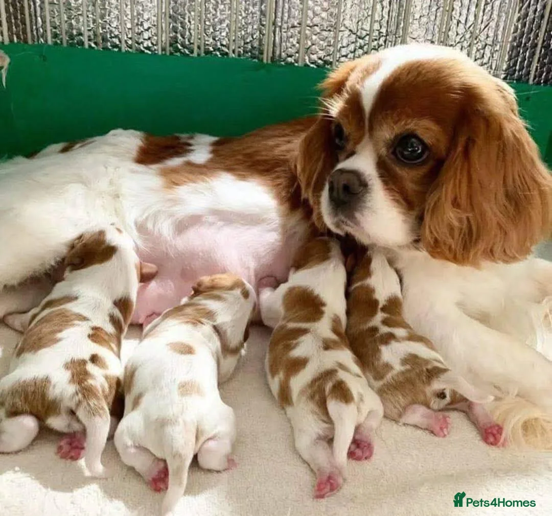 Cavalier King Charles Spaniel dogs for sale: HEALTH CHECKED PUPPIES READY NOW in Oldham - Advert 5
