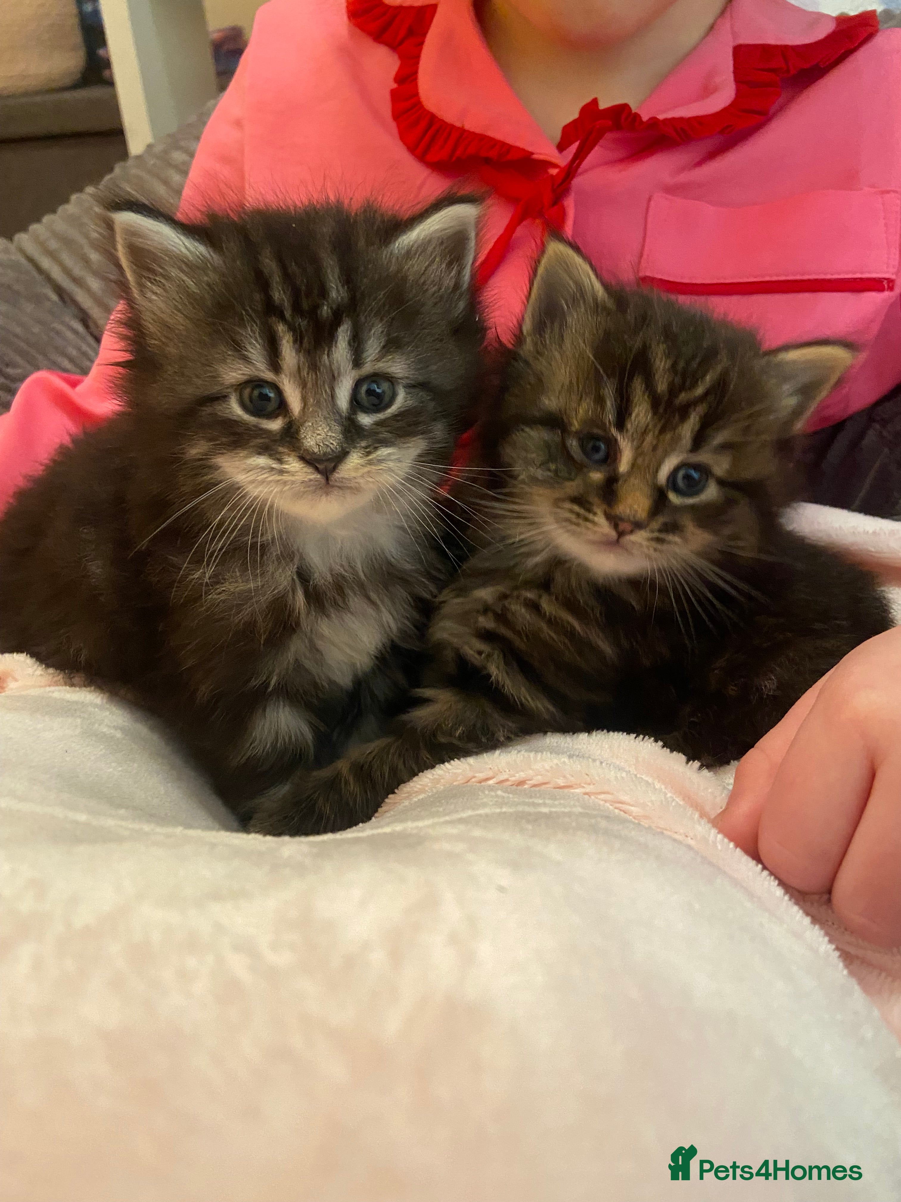 Mixed Breed cats Maine Coon/Siberian Mix Kittens - Advert 1