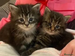 Mixed Breed cats Maine Coon/Siberian Mix Kittens - Advert 1