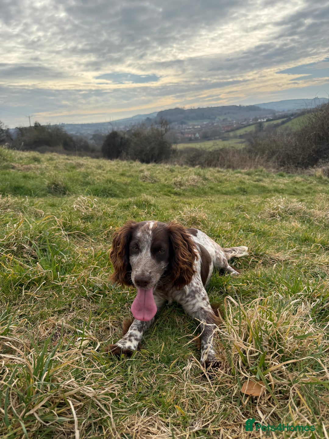 Cocker Spaniel dogs for sale: working cocker puppies  - Advert 2
