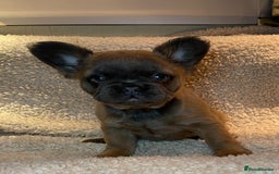 French Bulldog dogs for sale: Beautiful Fluffy Frenchie Pups - Advert 31