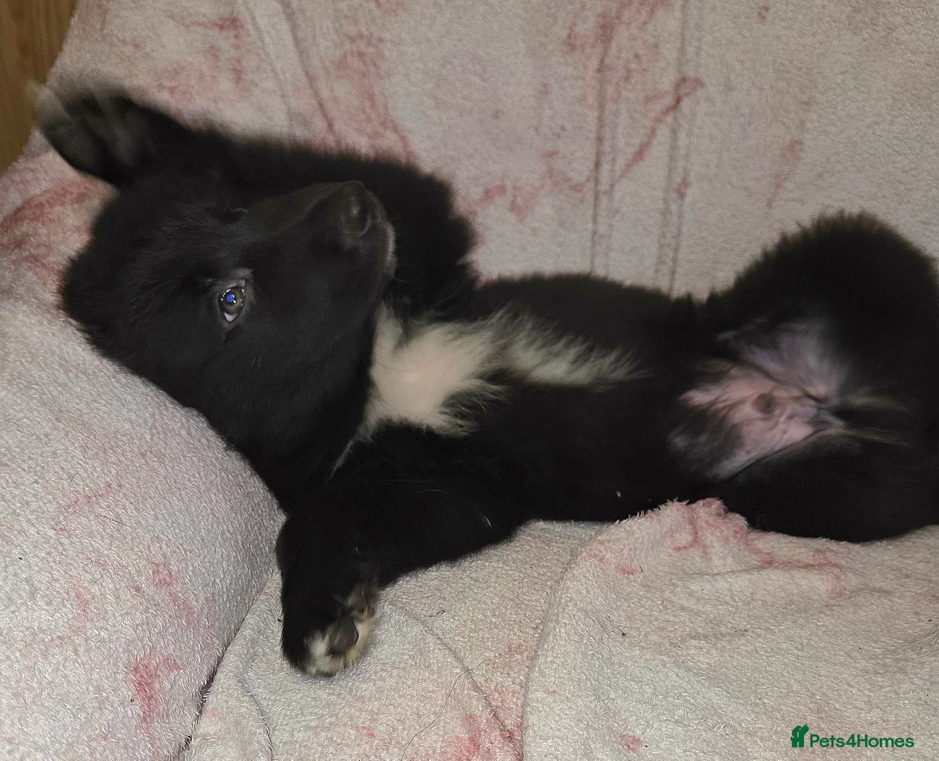 Mixed Breed dogs Shollie Puppies for Sale - Advert 2