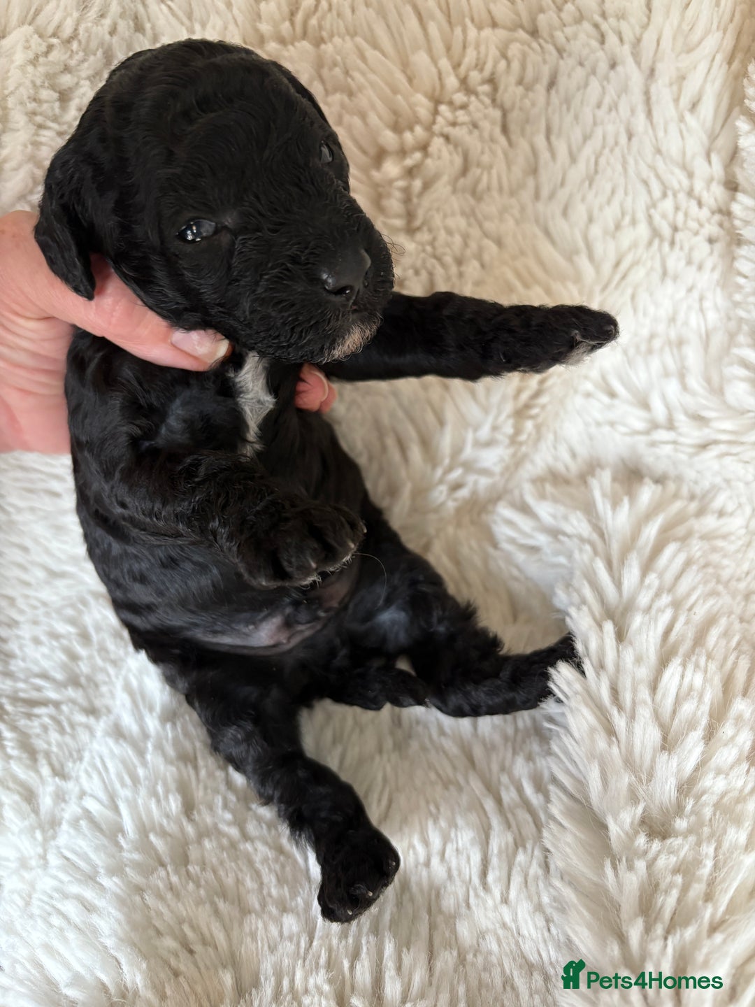 Cavapoo dogs for sale: Beautiful cavapoo puppies from a family home - Advert 27