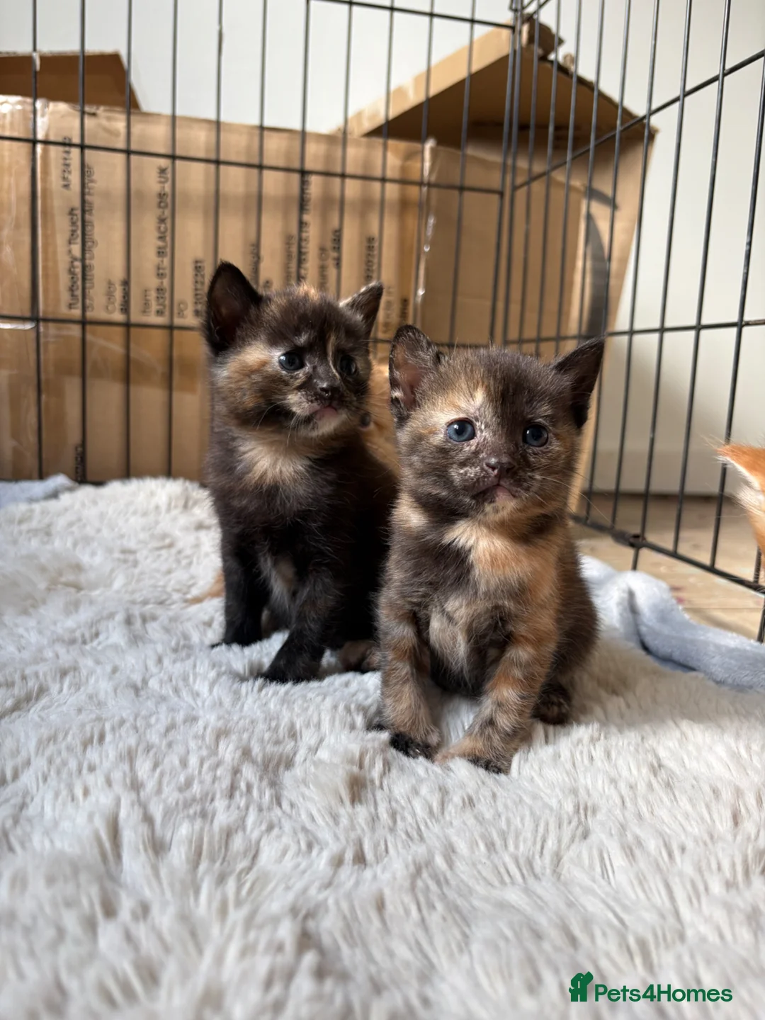 Mixed Breed cats for sale: Unique kittens - Advert 1