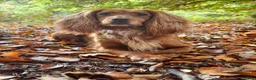 Cocker Spaniel dogs for sale: 3 gorgeous golden boys available  in Worcester - Advert 1
