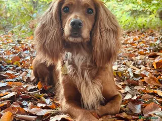 Cocker Spaniel dogs 3 gorgeous golden boys available - Advert 1