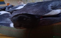 Mixed Breed dogs for sale: Portuguese water dog x Golden retriever puppies  - Image 8