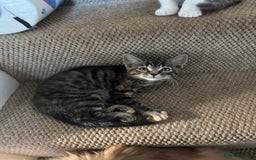 Mixed Breed cats for sale: 4 kittens ready for their new homes  - Image 5