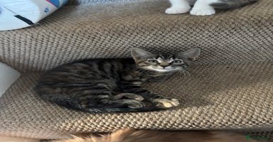 Mixed Breed cats - Advert 12