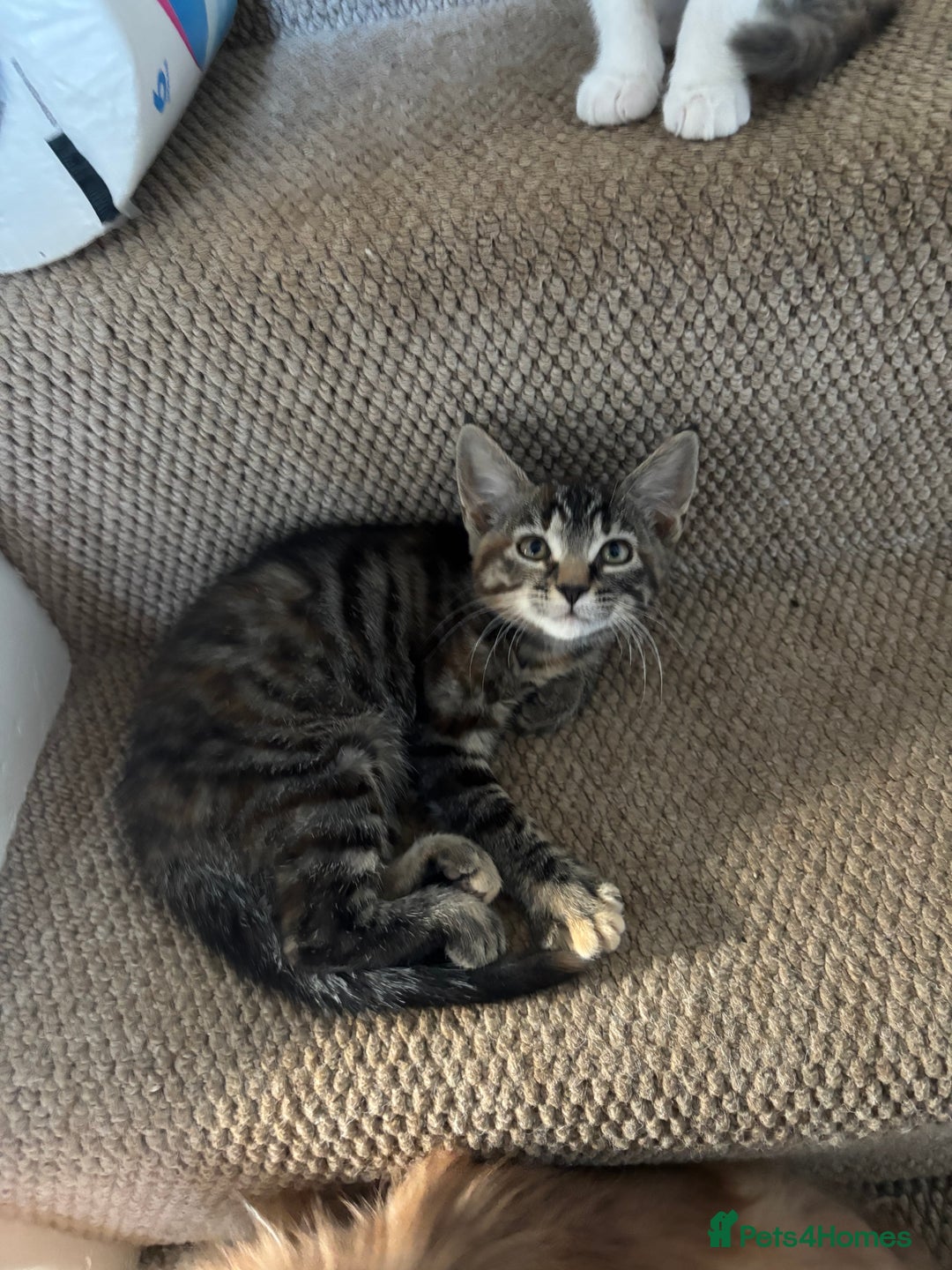 Mixed Breed cats for sale: 4 kittens ready for their new homes  - Image 5