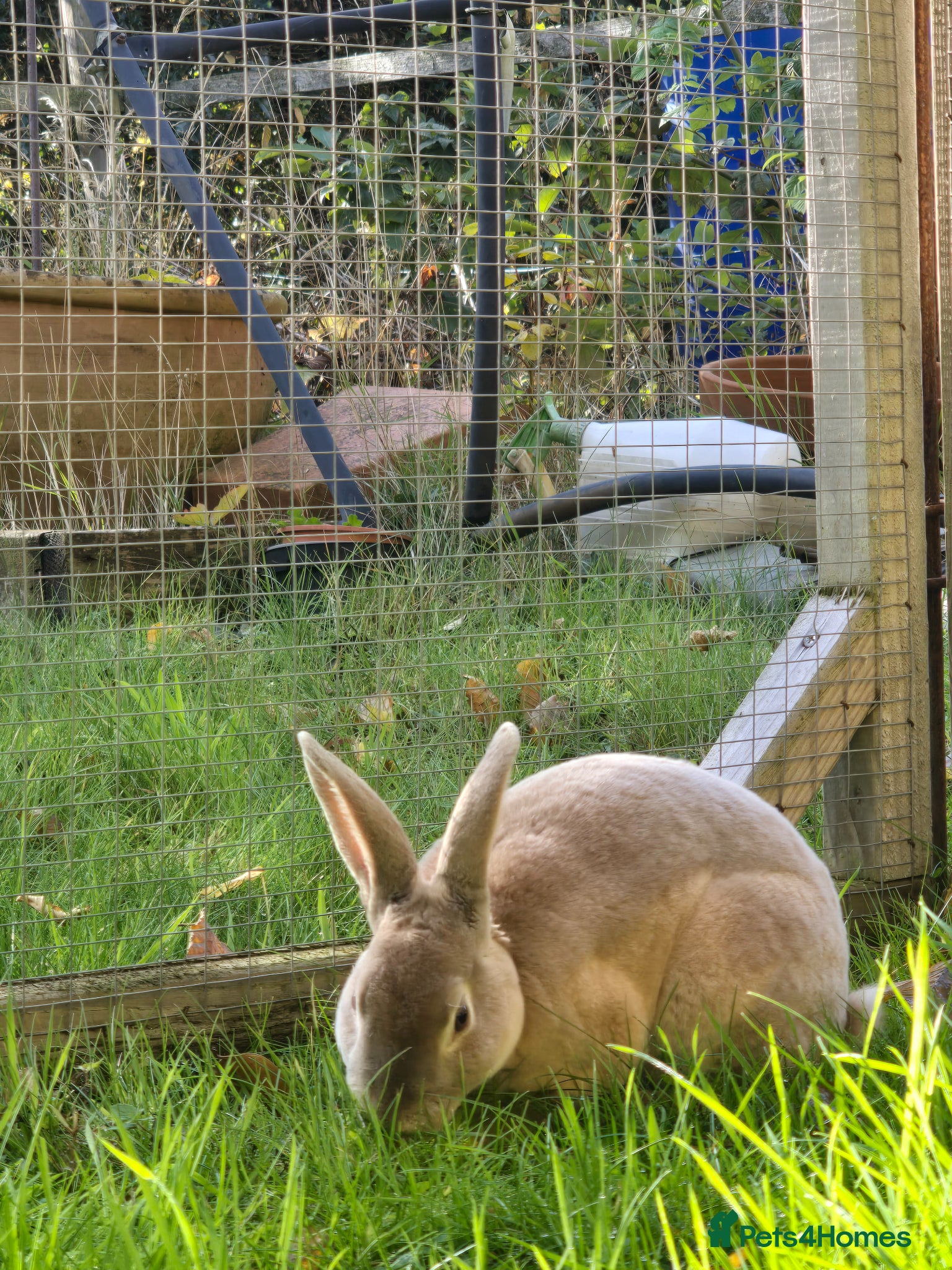 Rex rabbits Beautiful Mini Rex Buck - Advert 7