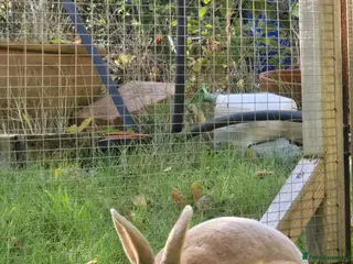 Rex rabbits Beautiful Mini Rex Buck - Advert 7