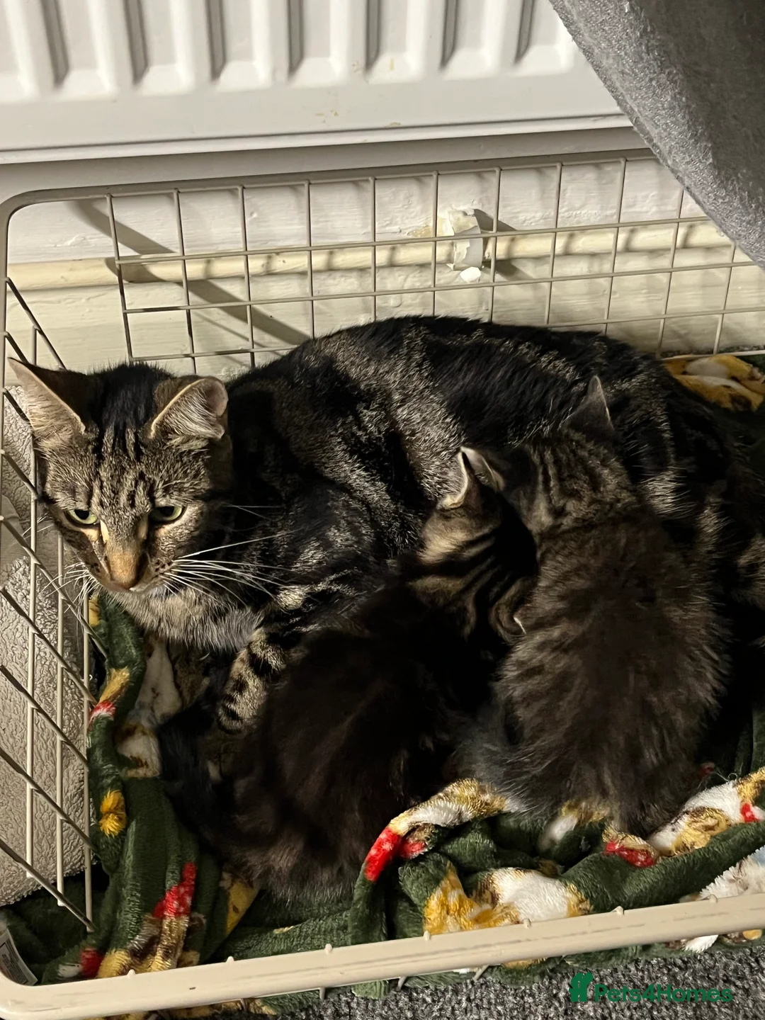 Mixed Breed cats for sale: 2 Female Kittens - Advert 2