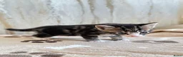 Mixed Breed cats for sale: Bengal/ tabby mixed kittens - Advert 37