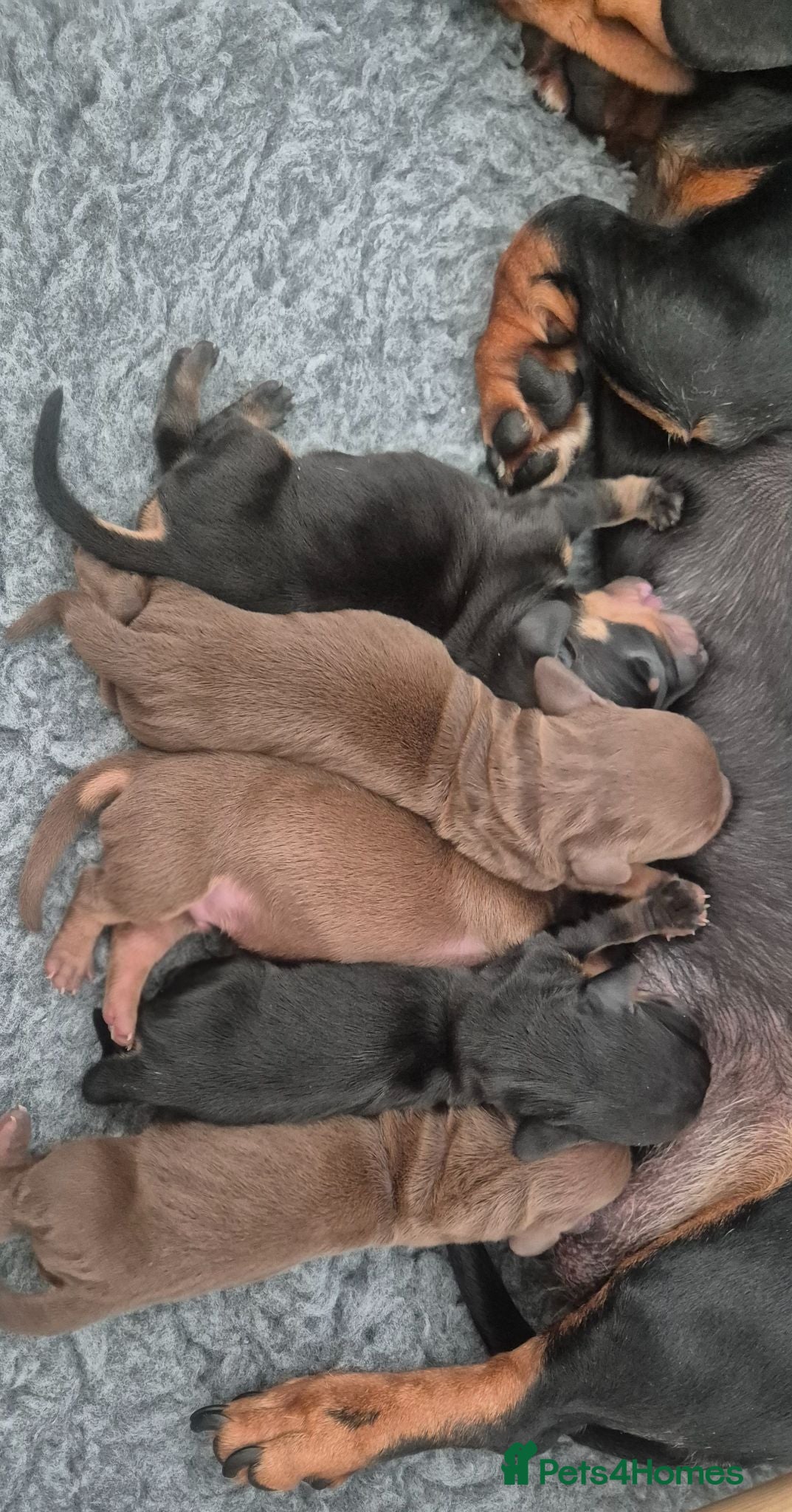 Miniature Dachshund dogs Litter of 5 beautiful boys - Advert 3