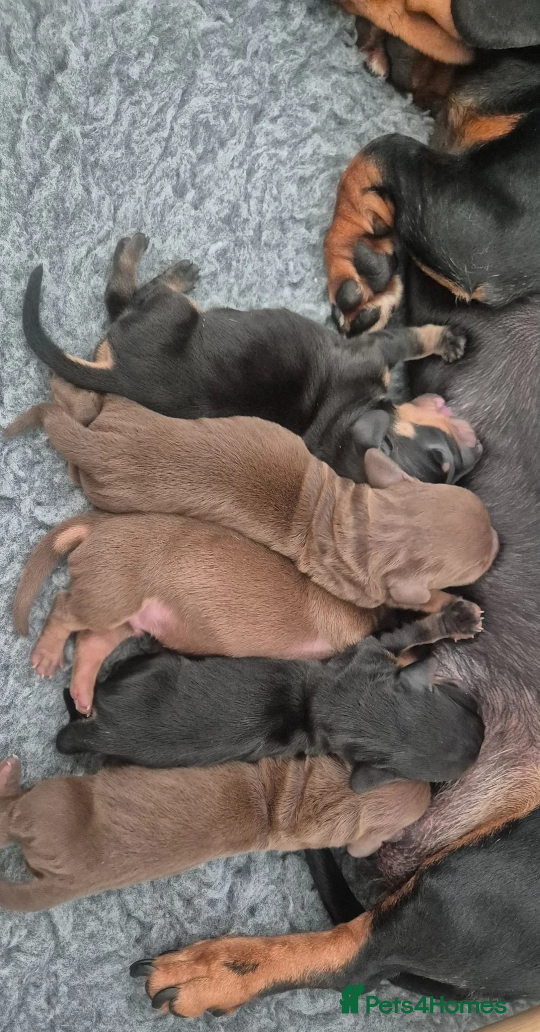 Miniature Dachshund dogs for sale: Litter of 5 beautiful boys - Advert 1