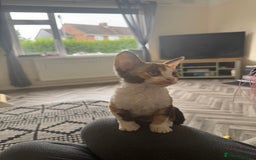Devon Rex cats for sale: Aramis - Only 2 left Devon Rex Kittens – Exceptional Type  - Image 3