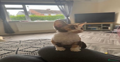 Devon Rex cats in Stamford - Advert 7