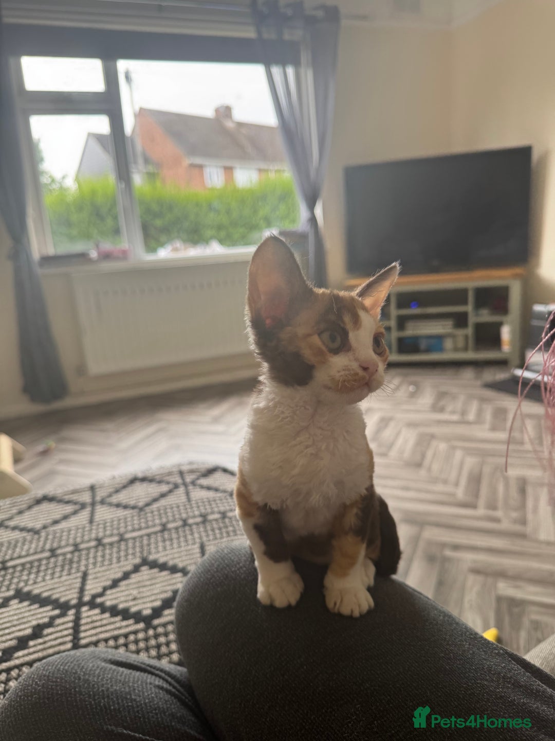 Devon Rex cats for sale: Aramis - Only 2 left Devon Rex Kittens – Exceptional Type  - Image 3
