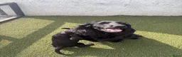 Cocker Spaniel dogs for sale: Beautiful black working cockers - Advert 9
