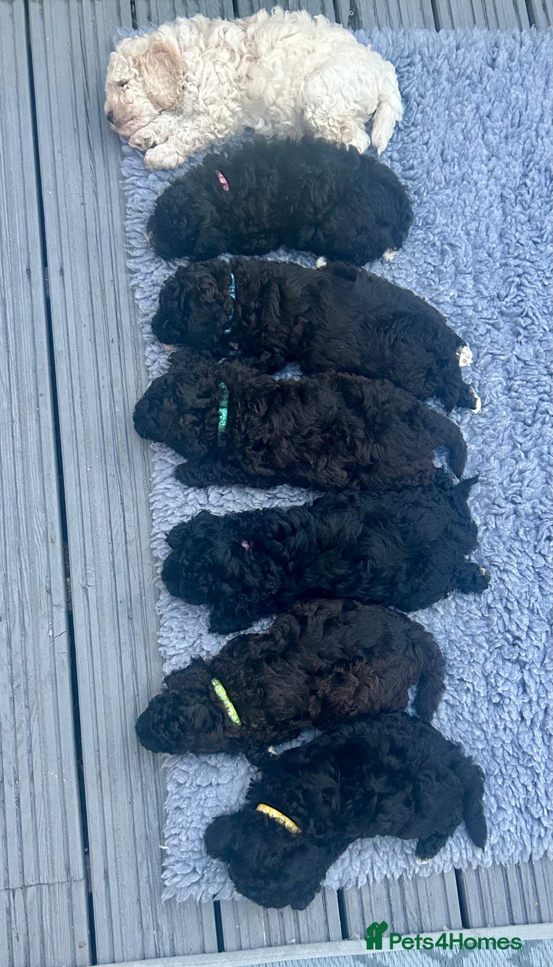 Maltipoo dogs for sale: Stunning F1b Toy Maltipoo puppies  in Bristol - Image 24