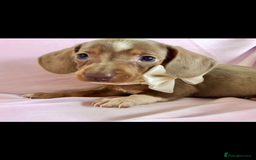 Miniature Dachshund dogs for sale: True miniature’s dapples & chocolate 🤎 - Image 3