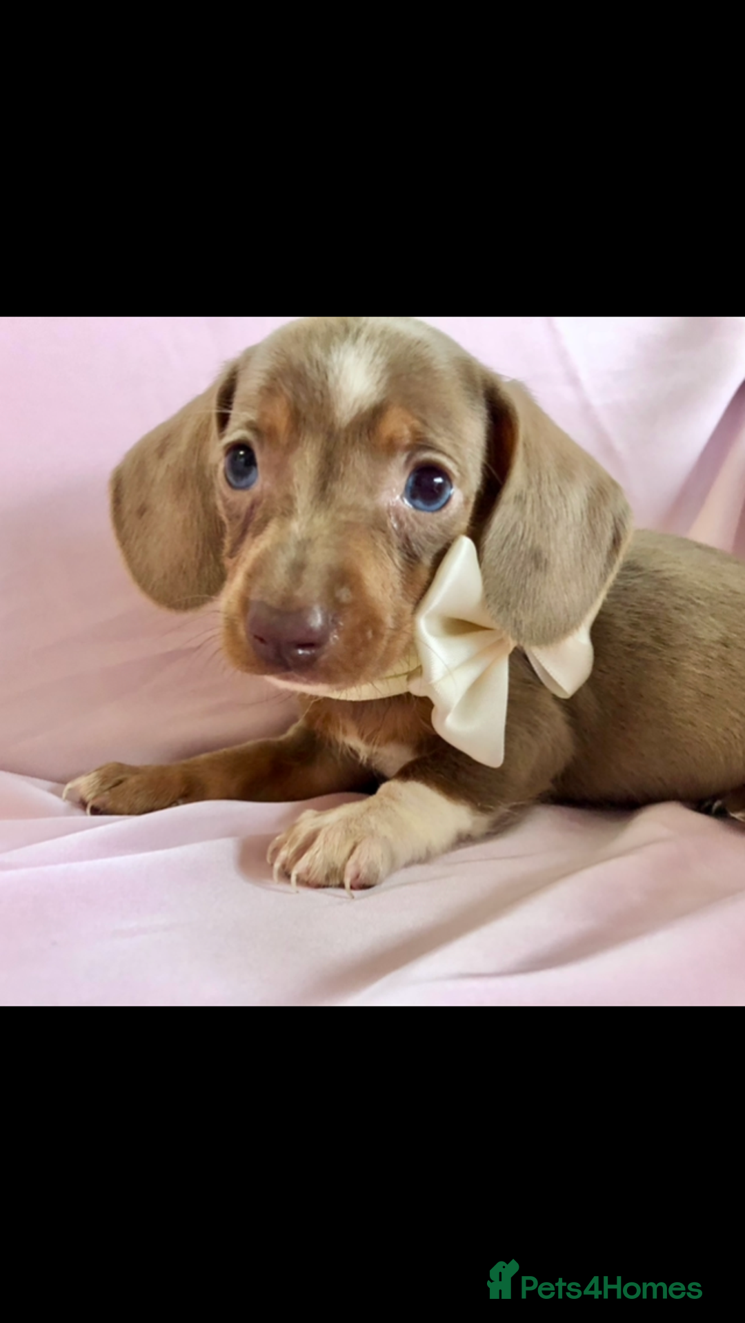 Miniature Dachshund dogs for sale: True miniature’s dapples & chocolate 🤎 - Image 3