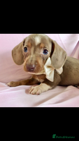 Miniature Dachshund dogs - Advert 6