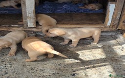 Labrador Retriever dogs for sale: Kc reg  yellow lab puppies 🐶  - Image 12