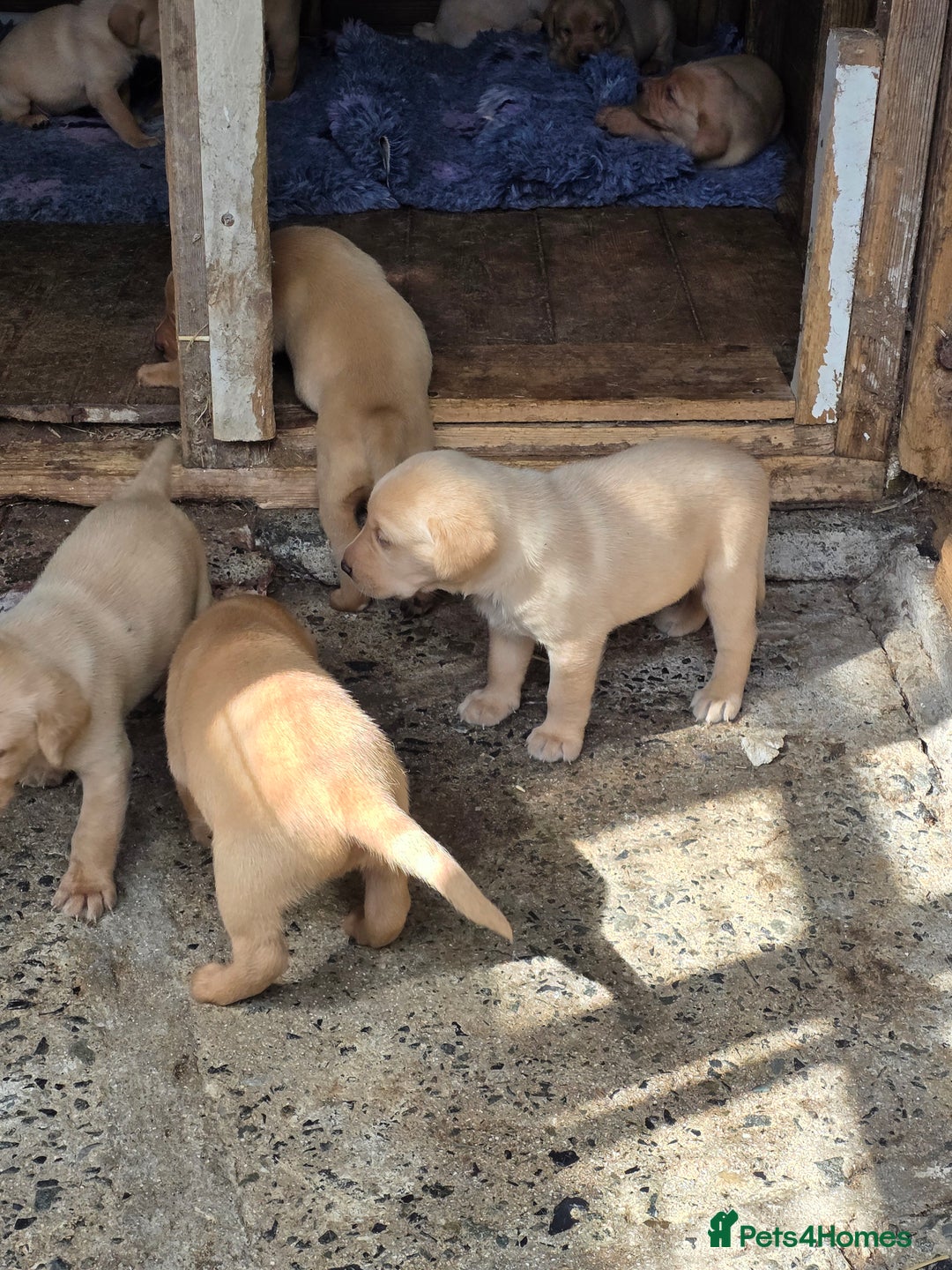 Labrador Retriever dogs for sale: Kc reg  yellow lab puppies 🐶  - Image 12