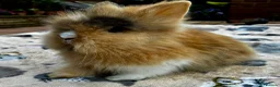 Lionhead rabbits for sale: PURE BRED LIONHEAD BABIES - Advert 7