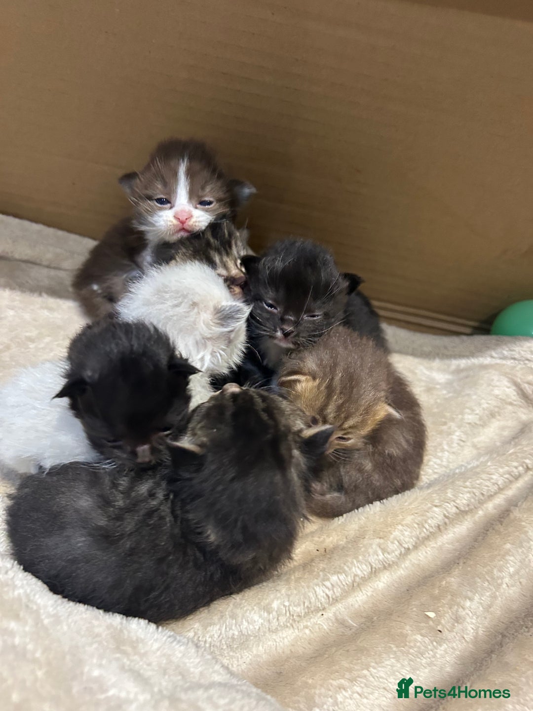 Ragdoll cats for sale: X RAGDOLL KITTENS - Advert 2