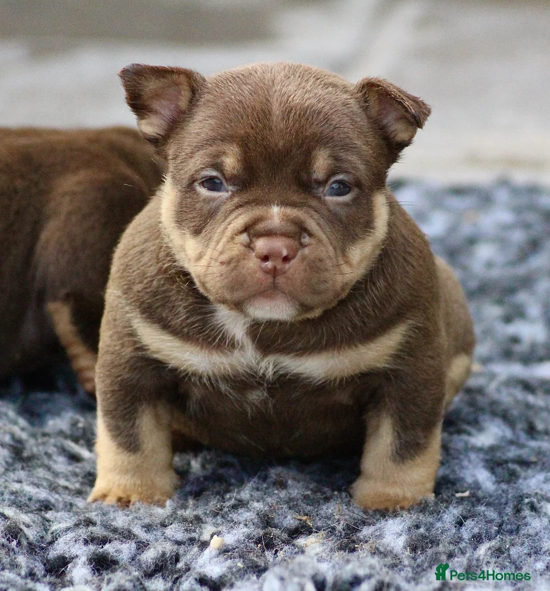 American Bully dogs for sale: American Bullys  - Advert 2