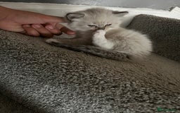 Ragdoll cats for sale: Ragdoll kittens  - Image 15