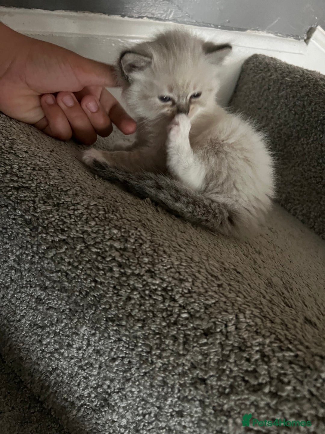 Ragdoll cats for sale: Ragdoll kittens  - Image 15