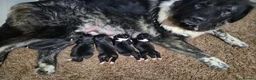Caucasian Shepherd Dog dogs for sale: Caucasian Shepherd Puppies  - Advert 9