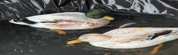 Ducks poultry for sale: 🦆✨Beautiful Call Duck × Snowy Mallard Duckling✨🦆 in Runcorn - Advert 3