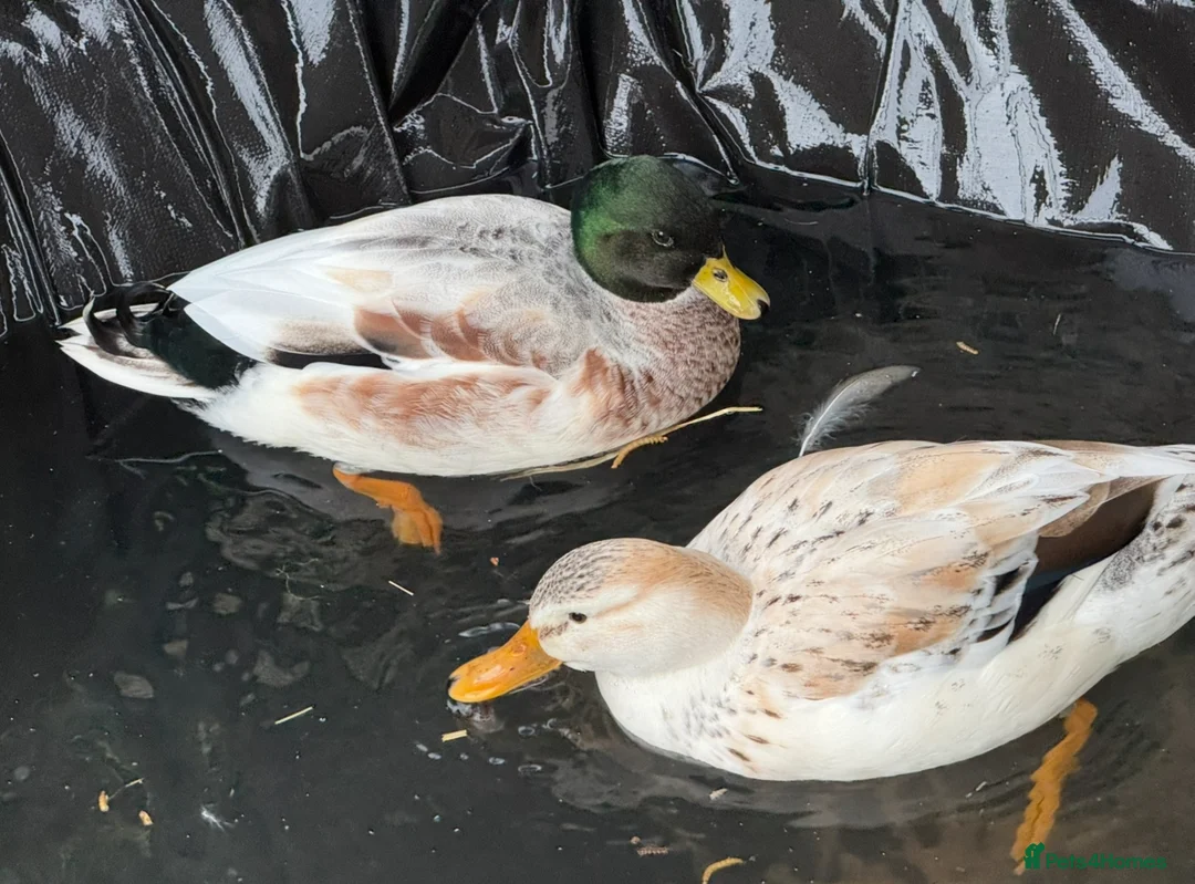 Ducks poultry for sale: 🦆✨Beautiful Call Duck × Snowy Mallard Duckling✨🦆 in Runcorn - Advert 3