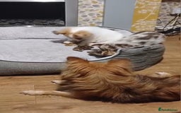 Pomchi dogs for sale: Last remaining Pomchi boy. - Advert 2