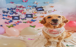 Golden Retriever dogs for sale: 🤍🧸 Litter Annoucement - Home Raised GR Puppies - Image 1