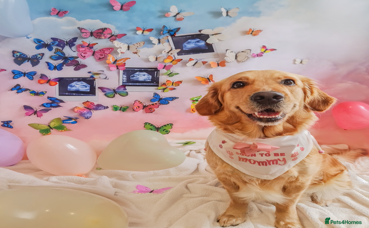 Golden Retriever dogs - Advert 8