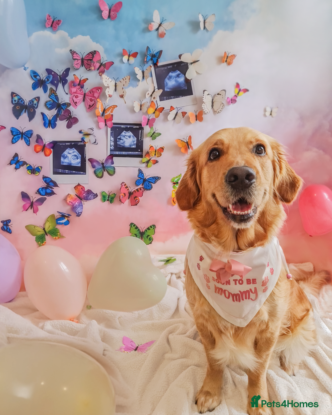 Golden Retriever dogs for sale: 🤍🧸 Litter Annoucement - Home Raised GR Puppies - Image 1