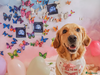 Golden Retriever dogs - Advert 1