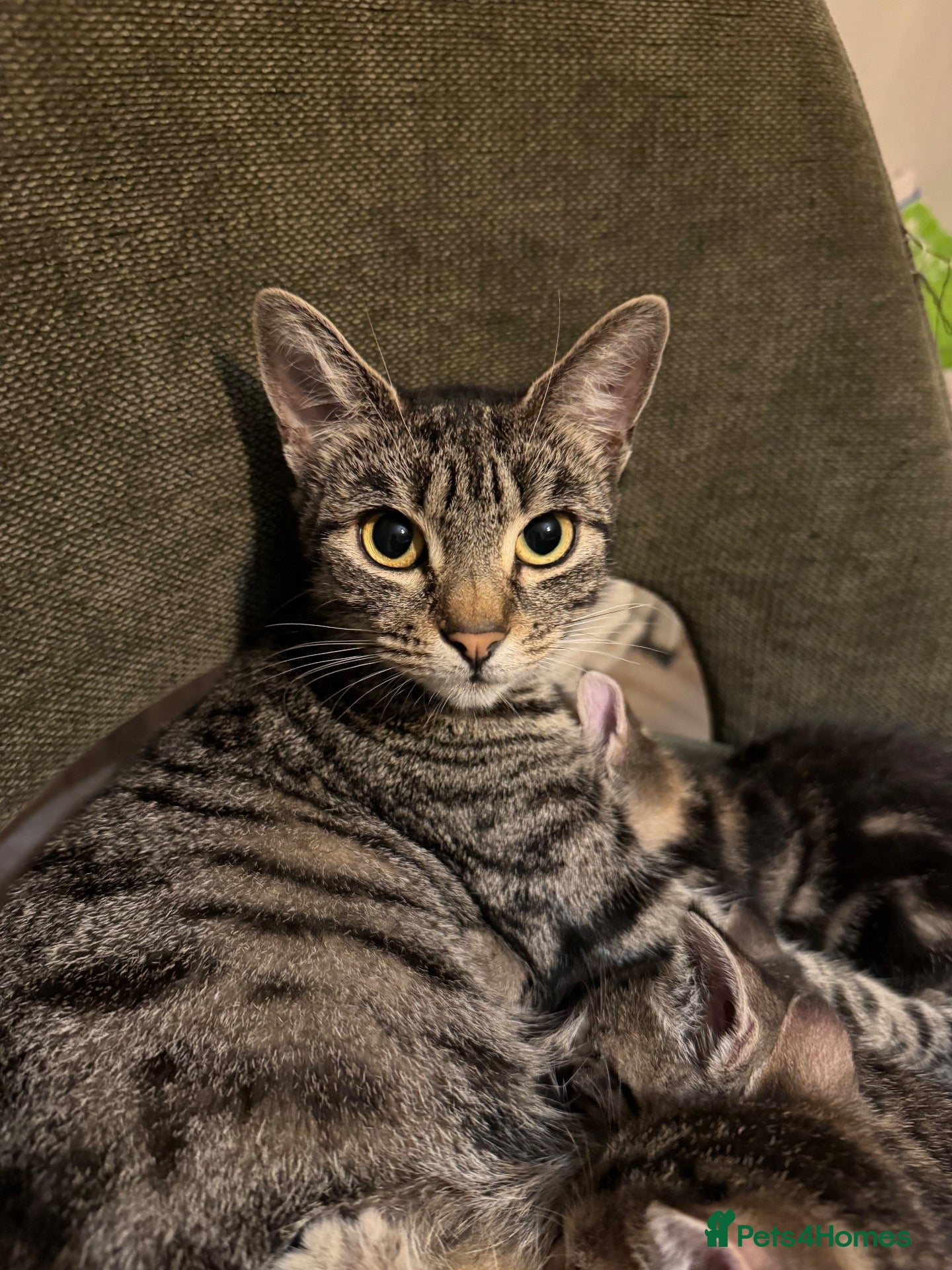 Mixed Breed cats for sale: Tabby girl kitten looking for forever home  - Advert 8