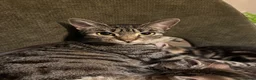 Mixed Breed cats for sale: Tabby girl kitten looking for forever home  - Advert 1