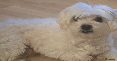 Mixed Breed dogs One unique hybrid puppy  - Advert 14