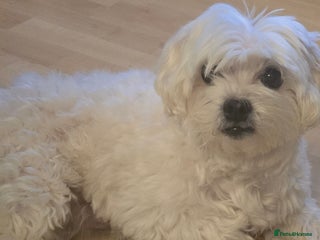 Mixed Breed dogs One unique hybrid puppy - Advert 3