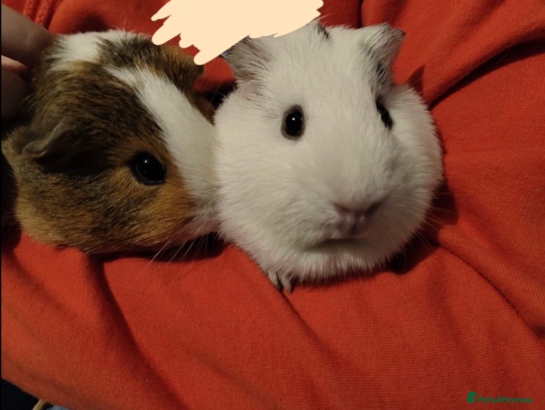 Guinea Pig rodents for sale: two female Guinea pigs need rehoming ASAP - Image 6