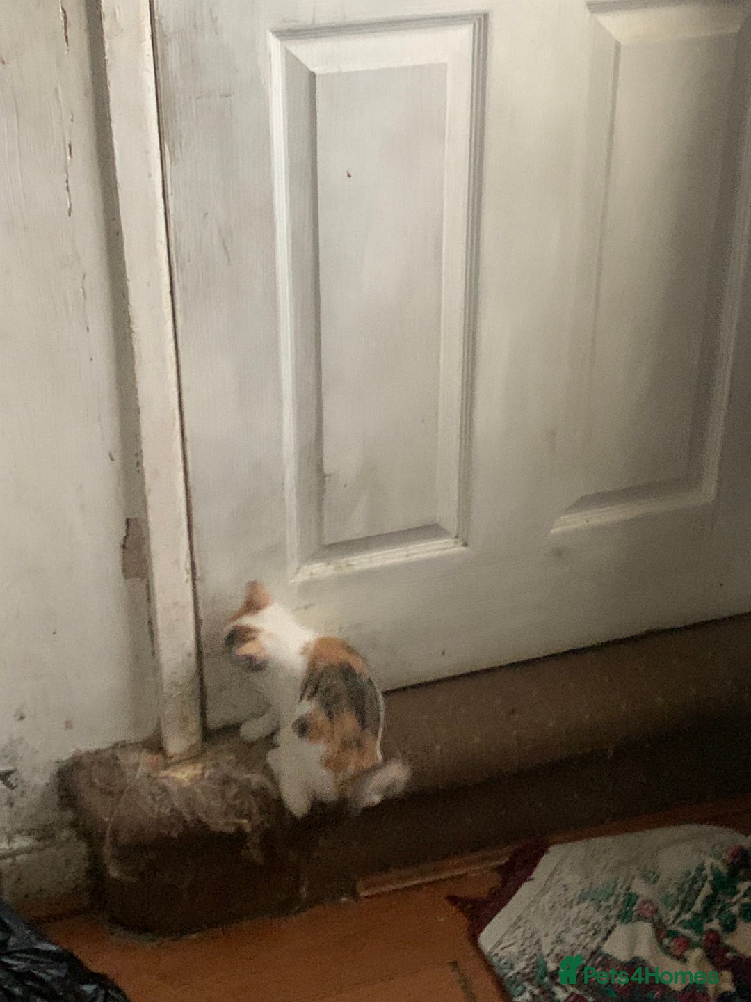 Brazilian Shorthair cats for sale: 1 female kitten ready to leave  - Advert 10