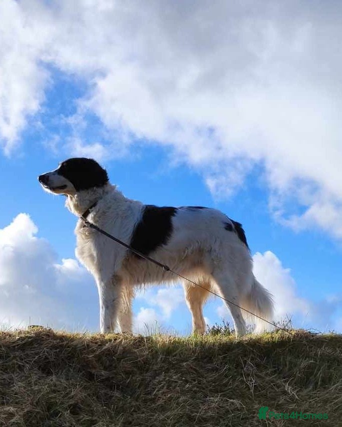 Pyrenean Sheepdog dogs Beautiful Bamboo - Karachan Mix - Advert 2